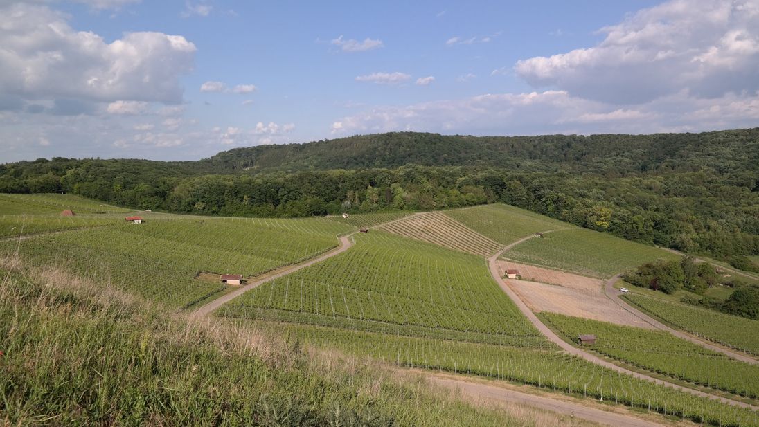 Weinberge in Neckarsulm