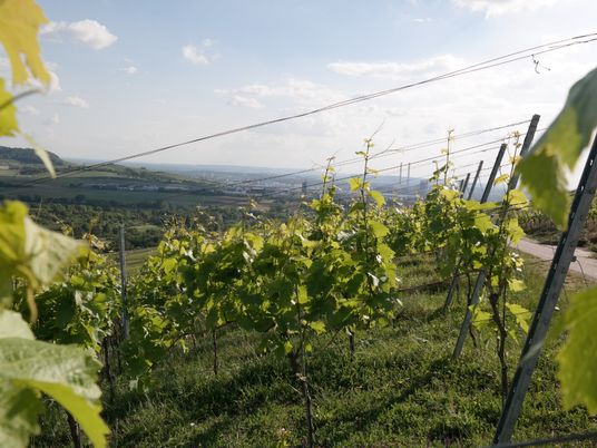 Weinberg bei Neckarsulm