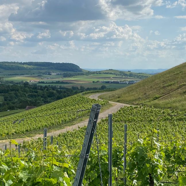 Weinberg in Neckarsulm